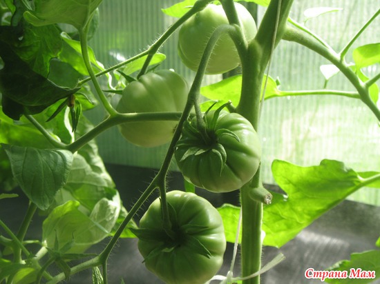 ����� ��������� ������