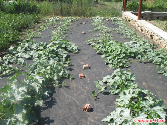 ����� ��������