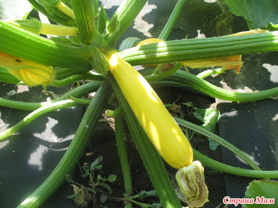 �������(�� �������� ���� ����� ��������), ����