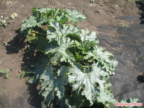 ����� ��������