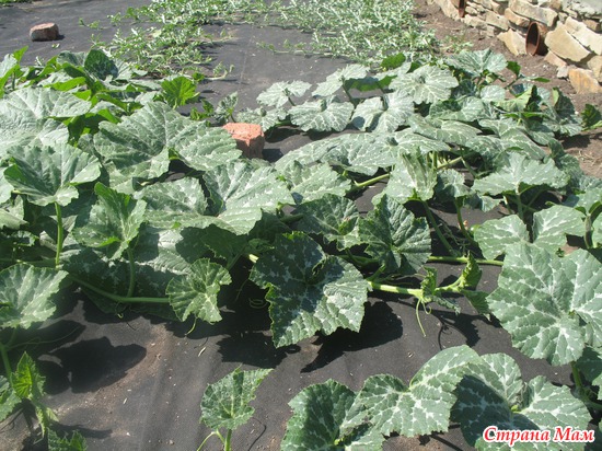 ����� ���������