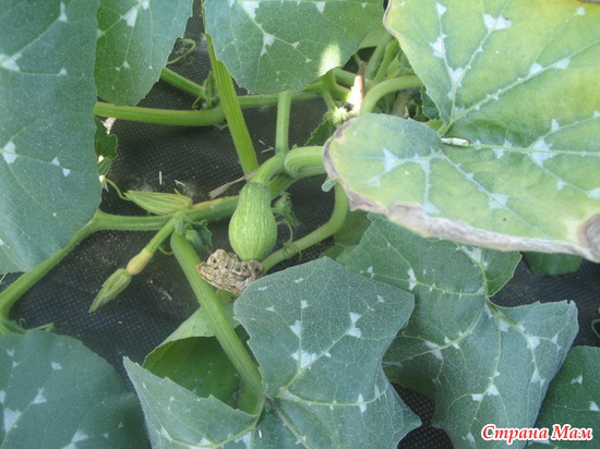 �����, ����