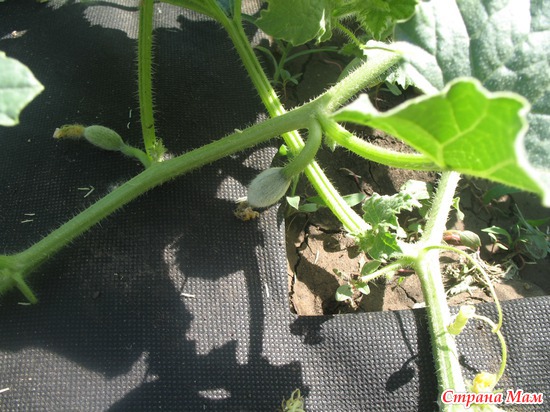 � ��� ��� �� �������