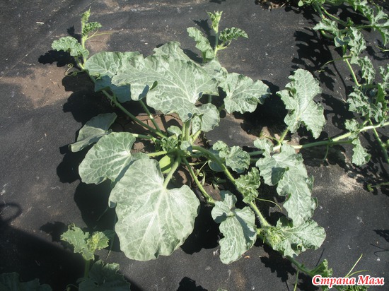 ����� "��������������"