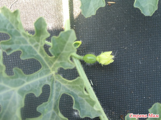 � ��� � ������