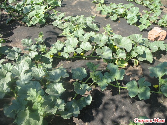 � ��� ��� ������