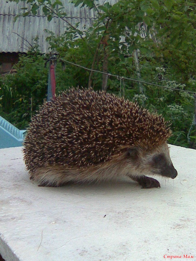 Вот он ежик. Вот он ежик. Вот он ежик. Хорошенький ежик. Вот он ежик.