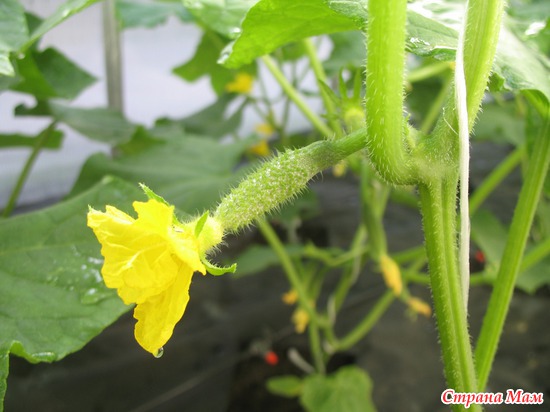 ���, ��������