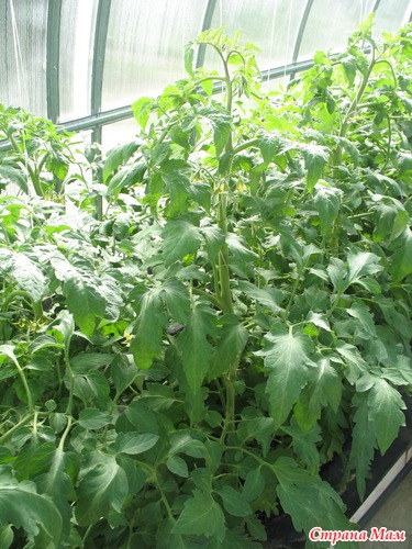 ���, �����