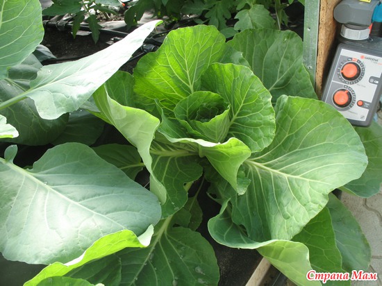 ���, �������