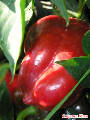 ����� ����� �������� �����