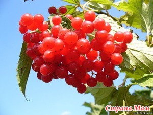 «КАЛИНА КРАСНАЯ»