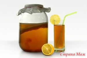 Чайный гриб