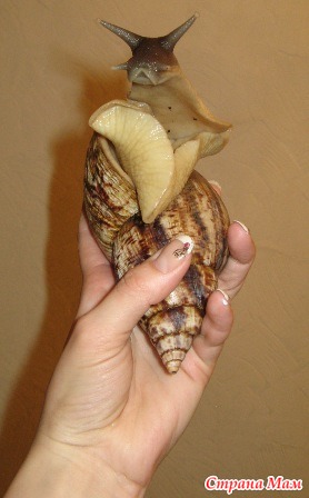 Как определить пол улитки ахатины. Ампулярия мальчик или девочка. Как определить пол улитки. Виноградная улитка ахатин. Пол улитки ампулярии.
