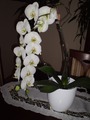zacvela orchideja