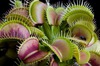   (Dionaea muscipula)