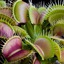   (Dionaea muscipula)