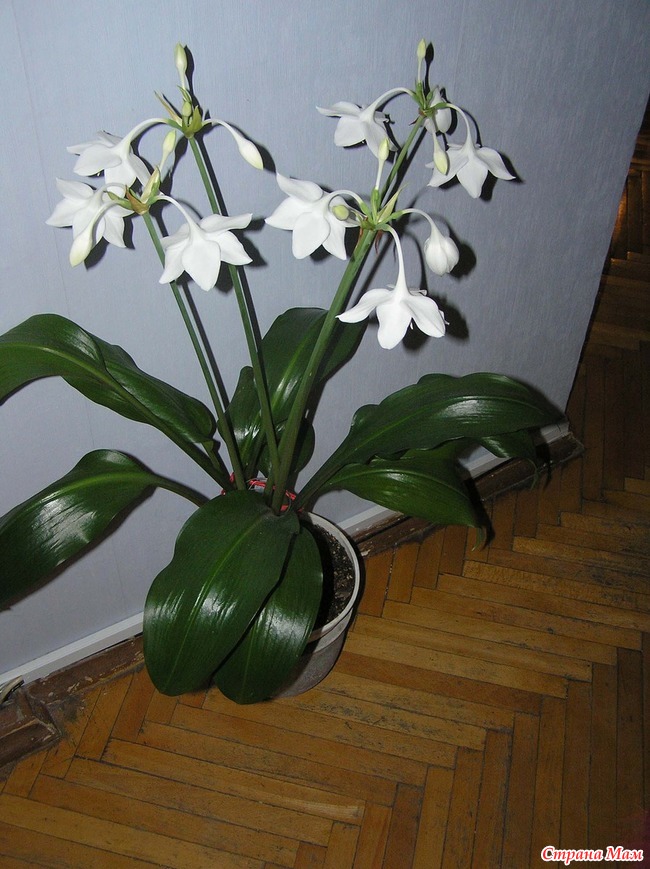 Eucharis Amazonica