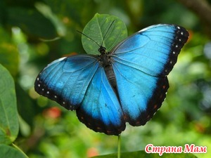   *Butterfly*  
