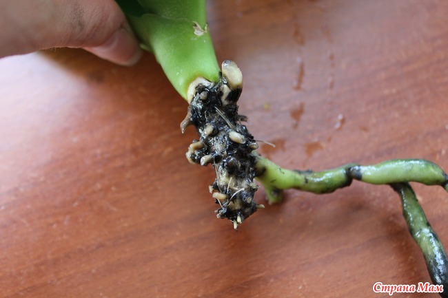 Как быстро реанимировать орхидею. Реанимация орхидеи без листьев. Орхидея фаленопсис реанимация. Орхидея фаленопсис реанимация. Как быстро реанимировать орхидею.