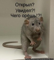 Кот и мышь