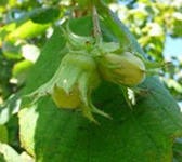 ������ (������) �� �����.