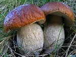 Грибы. С какого возраста предложить детям?