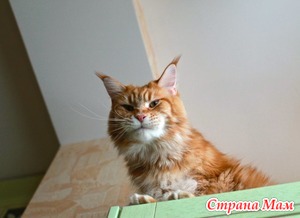История о коте