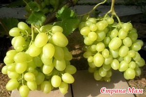 Виноград при ГВ