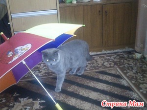 Мой Зевс!