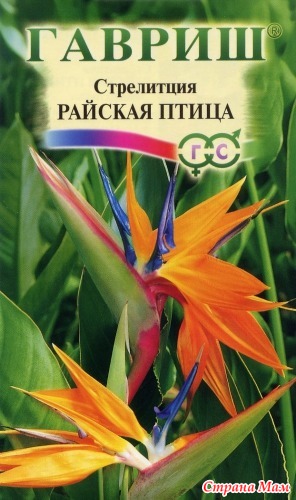 Райская птица(Стрелиция)