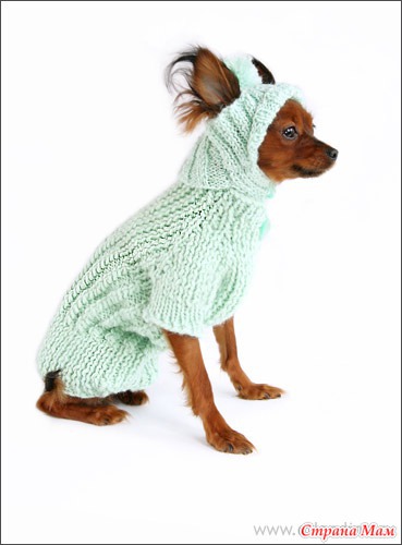 Для чего собаке нужен вязаный свитер?