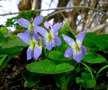   (WILD VIOLET)