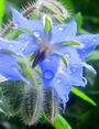   (BORAGE)