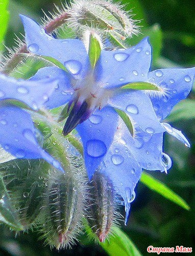   (BORAGE)