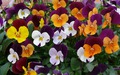   (HEARTSEASE PANSY)