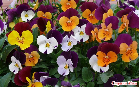   (HEARTSEASE PANSY)