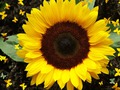  (SUNFLOWER)