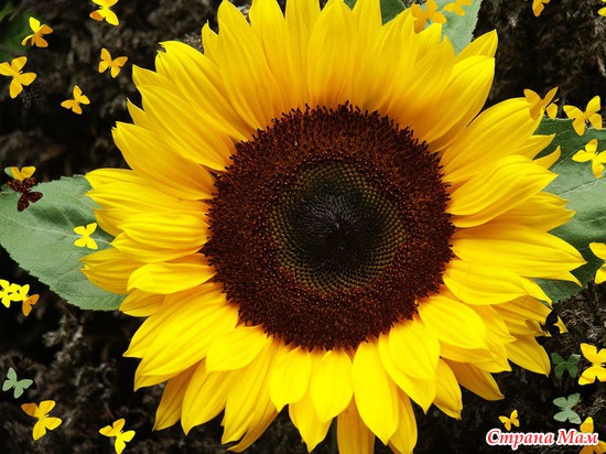  (SUNFLOWER)