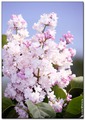  (LILAC)