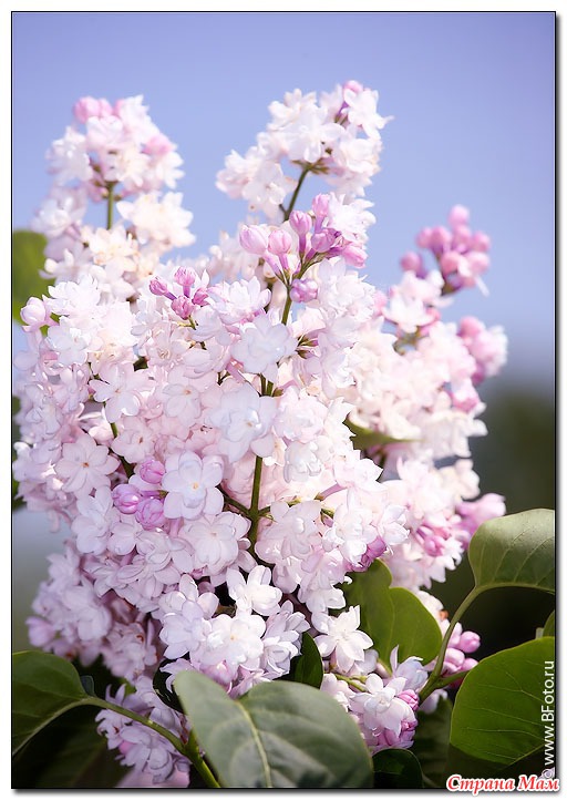  (LILAC)