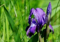   (WILD IRIS)
