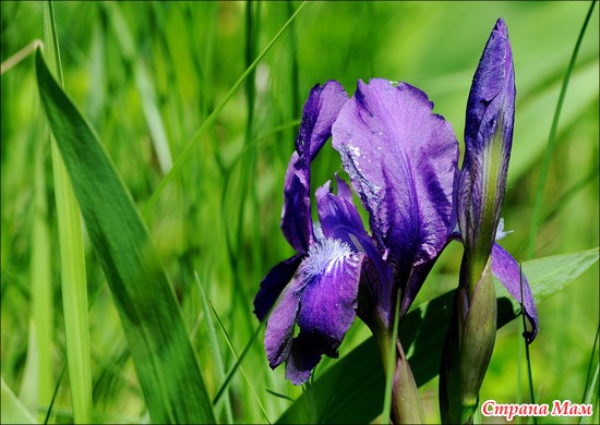   (WILD IRIS)