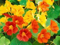  (NASTURTIUM)