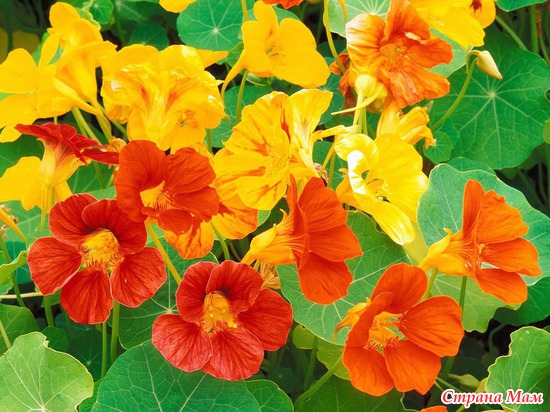  (NASTURTIUM)