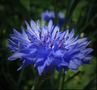  (CORNFLOWER)
