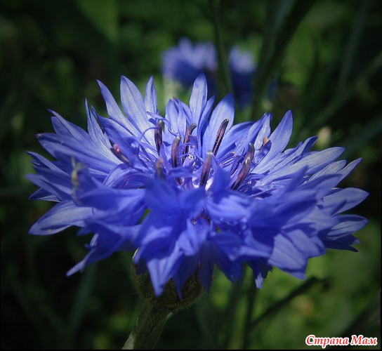  (CORNFLOWER)
