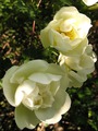   (WILD ROSE)