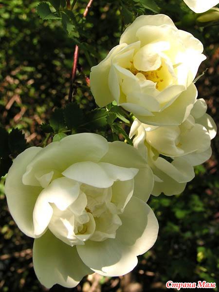 ����� ���� (WILD ROSE)