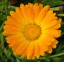  (CALENDULA)